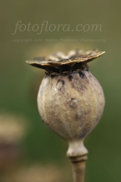 poppy seed head