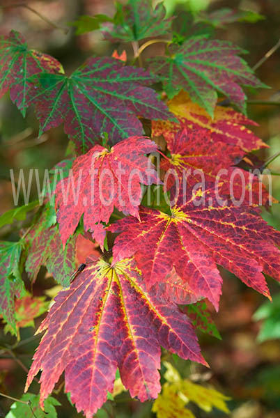 Acer Vitifolium